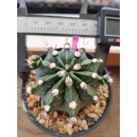 ราคา กระบองเพชร แคคตัส Gymnocalycium Mihanovichii ยิมโนดอกชมพู (10302949652)