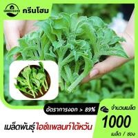 ราคา 1000 เมล็ดไอซ์แพลนท์นำเข้าจากไต้หวันงอกง่ายอยู่ได้หลายปีทานอร่อย ประโยชน์เยอะ (27874634253)