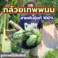 ราคา กล้วยเทพพนม หน่อกล้วยเทพพนม กล้วยมงคล สายพันธุ์แท้ กล้วยแปลก กล้วยหายาก หน่อขุดสด มีเก็บเงินปลายทาง (16619587760)