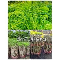 ราคา กิ่งชะอม กิ่งพันธุ์ชะอม ( 1มัด50 กิ่ง) 499 บาท ต้นพันแข็งแรงพร้อปลูก กิ่งพันธุ์ชะอมพันธุ์ดี (49754713584)