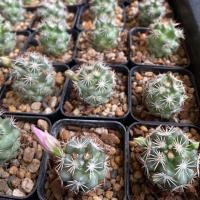 ราคา แมม ชูแมน ( Mammilaria Schumannii ) (3239105396)