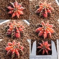 ราคา [ส่งฟรี✅] ยิมโนด่าง ไม้เพาะเมล็ด , Gymnocalycium Mihanovichii Variegata seeding - 03 (4645801005)