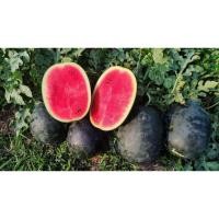 ราคา ต้นพันธุ์ แตงโม ถุงดำพร้อมปลูก 30 บาท ต้นแตงโม watermelon plant มีสีแดง สีเหลือง แตงโมจินตรา แตงโมกินรี ปลูกแตงโม (40230130367)