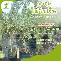 ราคา ต้นกระดุมใบเงิน ไซส์สูง1.1-1.2ฟอร์มพุ่มใหญ่ (24911879370)