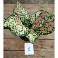 ราคา อัญมณีสามสี (Aglaonema tricolor) (13925435095)