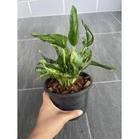 ราคา Epipremnum Shangri-la พลูห่อเงินห่อทอง ได้ต้นจริงตามภาพ (7644984627)