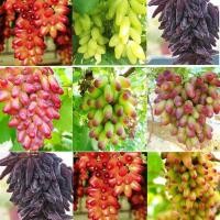 ราคา 25 เมล็ด องุ่น องุ่นพันธุ์นอก Grape Vine Seeds (48359524836)