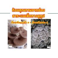 ราคา #ก้อนเชื้อเห็ดนางฟ้า+เห็นขอน จากช่อง #สาระแนเห็ด พร้อมเปิด 5+5 ชุดทดลองเพาะ 10 แถม (4745724711)