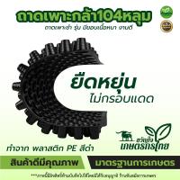 ราคา ถาดเพาะกล้า 104หลุม (สั่งขั้นต่ำ3ใบ) แยกชิ้น ถาดเพาะเมล็ดกะท่อม เพาะเมล็ด ถาดพลาสติก ถาดเพาะต้นอ่อน (13919550131)