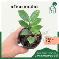 ราคา กวักมรกตเขียว ส่งพร้อมกระถาง 3 นิ้ว (25962542585)