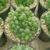 ราคา Echeveria Haworthia Succulent ฮาโวเทีย หยดน้ำ cooperi กุหลาบหิน ไม้อวบน้ำ พร้อมส่ง (19862572957)