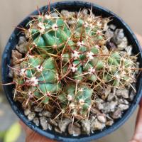 ราคา เฟอโรเล็บเหยี่ยว ฟอร์มกอ Ferocactus Peninsulae กระบองเพชร แคคตัส ราคา38บาทถาง3นิ้ว (12769560265)