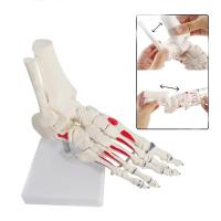ราคา Life Size Foot Joints and bones Foot Anatomy Skeleton Human Foot and Ankle Model with shank bone An (51602920175)