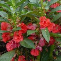 ราคา 50 เมล็ด ดอกเทียน Impatiens balsamina Seeds เทียนบ้าน ดอกซ้อน ดอกสีแดง (40022947249)