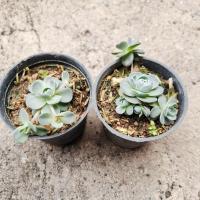 ราคา กุหลาบเงิน ต้นกุหลาบหิน succulent ขนาดกระถาง 2 นิ้ว (455922469)