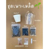 ราคา ชุดเพาะเมล็ดแคคตัส ชุดเพาะเมล็ดกระบองเพชร แบบมีเมล็ดและไม่มีเมล็ด (5249391980)