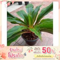 ราคา เศรษฐีก้านทอง ~ไม้มงคล~ กระถาง 6 นิ้ว (17406651514)