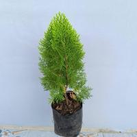 ราคา สนแผง (Platycladus orientalis) ถุง 4 นิ้ว สูง 25-30 ซม. ประดับจัดสวน (27565511390)