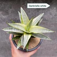 ราคา ต้นลิ้นมังกร Sansevieria Garbriella White (49100148582)