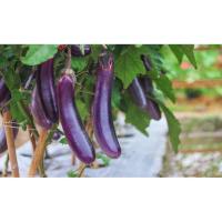 ราคา มะเขือยาวสีม่วง เมล็ดพันธุ์ ปลูกง่าย โตเร็ว ปลูกต่อได้ 40-100 เมล็ด[ 10 เเถม 1 คละได้ ] (25921755432)