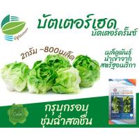 ราคา ผักสลัดบัตเตอร์เฮด (Butter Head)​ ~800 เมล็ด บัตเตอร์คลั๊นซ์ (6459319666)