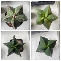 ราคา กระบองเพชร แอสโตรไฟตัม ไมริโอสตริกมา (Cactus Astrophytum myriostigma ) (23808894021)