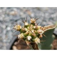 ราคา 05 - Pirate king ‍☠️ไม้กราฟ 1 ต้น‍☠️ Gymnocalycium Cactus ไพเรทคิง ยิมโน แคคตัส กระบองเพชร ไม้อวบน้ำ ไม้กราฟ ราคาถูก​ (6894733500)