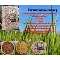 ราคา ข้าวฮางงอกหอมมะลิมันปู(มะลิ+มันปู)(Germinated Brown Rice)Red&Brown (47958871104)