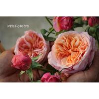 ราคา กุหลาบ วิคตอเรีย ซีเครท (Victoria Secret Rose) (8221147271)