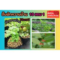 ราคา ต้นผักหวานบ้าน ผักพื้นบ้าน สลัด ต้นกล้า เมล็ดพันธุ์ กิ่งชำ ผักหวานป่า ตำลึง แกงลาว สมุนไพรไทย ดิน ปุ๋ย ปลูกง่าย ธรรมชาติ (41502428289)