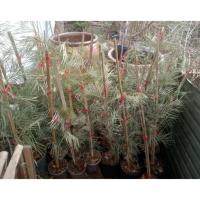 ราคา สนเกลวิลเลีย กิ่งตอนสนเกลวิลเลีย เหลืองเลื้อย 80-100 cm. (42807755830)