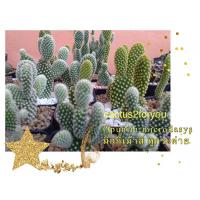 ราคา (Opuntia microdasys) โอพันเทีย มิ๊กกี้เม้าส์ หูกระต่าย สีขาว-เหลือง 3กระถางเพียง99บาท (5955018453)