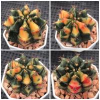 ราคา อ้วนส้ม (Carnelian) ไม้ชำหน่อ ในกระถาง 2 นิ้ว (17157525049)