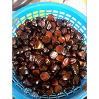 ราคา ลูกเนียงนกแกะเปลือกนครศรีฯ (20879092594)
