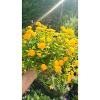 ราคา ผกากรองเลมอน" คือต้นผกากรองสายพันธุ์ใหม่ที่มีชื่อว่า Lemon Marigold (เลมอนมาริโกลด์) หรืออีกชื่อคือ ผกากรองเหลืองเลม่อน (43615508860)