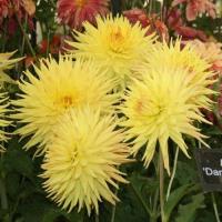 ราคา 1 หัว รักเร่ Dahlia สายพันธุ์ Dame Deirdre หัวรักเร่ ดอกดาร์เลีย (7378203128)
