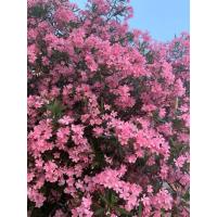 ราคา ต้น ยี่โถสีชมพูเข้ม ยี่โถ (Oleander) จัดเป็นไม้ประดับดอกที่นิยมปลูกตามหน้าบ้าน เนื่องจาก ลำต้นไม่สูงมาก กิ่งออกน้อย (43705581034)