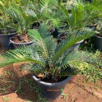 ราคา ปรงญี่ปุ่น ต้นปรงญี่ปุ่น (Sago Cycad) พร้อมกระถาง ไม้ประดับทรงสวย **ถ่ายจากสินค้าจริง (รับประกันสินค้า) (23261001817)