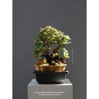ราคา บอนไซเกล็ดปลาหมอ phyllodium Elegans (24296442427)