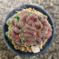 ราคา แมม สมองแดง Mammillaria Compressa cv. Yokan แคคตัส กระบองเพชร cactus&succulent ราคา 85บาทกระถาง2นิ้ว (22184468708)