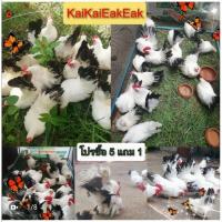 ราคา ไข่เชื้อ​ไก่แจ้​ไข่ไก่แจ้ลุ้นเชื้อ ไข่ไก่แจ้ขาวหางดำขาสั้น ราคาขายต่อฟองซื้อ​5​ฟองแถม1ฟอง (22951745243)
