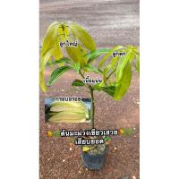 ราคา ต้นมะม่วงเขียวเสวย #เสียบยอด (40651160890)
