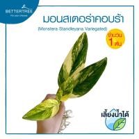 ราคา มอนสเตอร่าคอบร้าด่าง(จำนวน 1 ต้น) เลี้ยงน้ำได้ (Monstera Standleyana Variegated ไม้ฟอกอากาศ (54004871624)