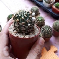 ราคา กระบองเพชร โลบิเวีย Lobivia Cactus (6028760395)