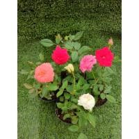 ราคา ต้นกุหลาบหนู ( Fairy Rose )ไม้ในกระถาง3" (44473408451)
