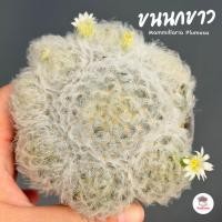 ราคา แมมขนนกขาว ฟอร์มกอ #3นิ้ว Mammillaria Plumosa แคคตัส กระบองเพชร cactus&succulent (22037502727)