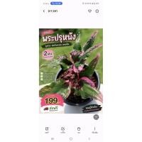 ราคา พระปรุหนังเป็นบอนสีตับพระมีลักษณะตรงใบสวยกับสีชมพูสดและมีหูเยอะมากๆ (56359983383)