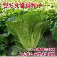 ราคา เมล็ดนกยูงห่อหัวใจสลัดเมล็ดพันธุ์ผักผักกาดหอมโรมันเดิมสี่ฤดูกาลผักสารานุกรมขายส่งบ้านผักใบ (44859308243)