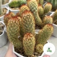 ราคา A Little cactus| กระบองเพชร แคคตัส นิ้วทอง (10687354510)
