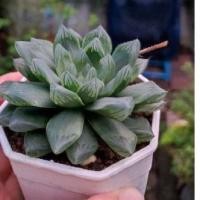 ราคา Haworthia​ ฮาโวเทีย​ไม้อวบน้ำน่ารัก​ (9117472596)